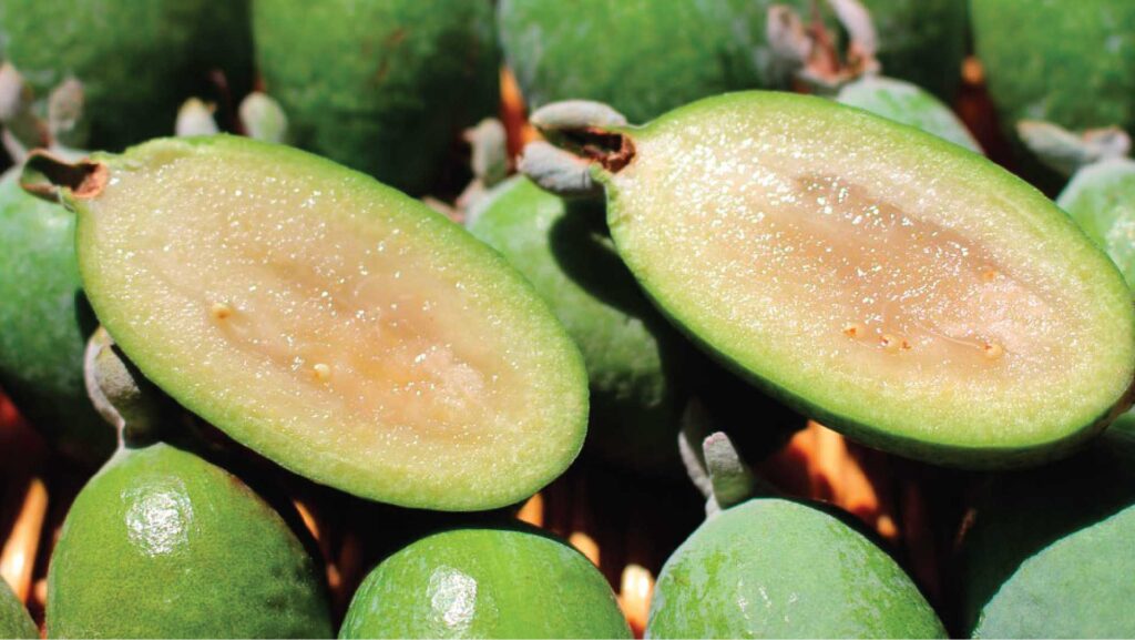 Feijoa typical fruit in Tibasosa Colombia